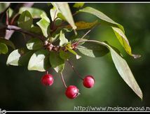 malus ornemental ...