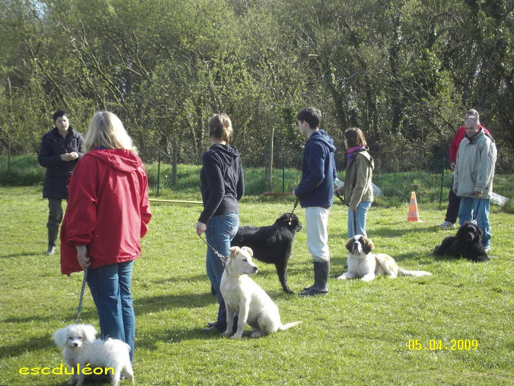 Album - Cours chiots dimanche 5 avril