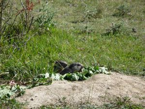 GUILLESTRE HAUTES ALPES