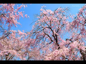 Le jardin Haradani - 原谷苑