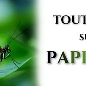 Tout savoir sur le Papillon