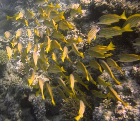 Fihalhohi, une ile des Maldives