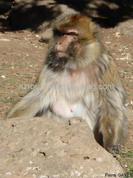 macaques de Barbarie (Macaca sylvanus) ou singe magot, dans une forêt de cèdres du moyen-Atlas marocain