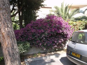 Pas de fleurs à l'Eden Beach ?