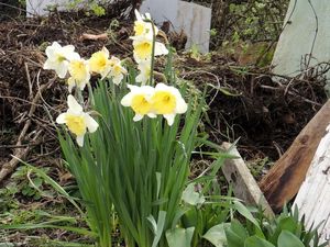 jonquilles, thym, persil plat et un brin de romarin !