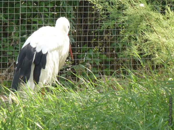 Une volière du centre de soins : la cigogne boude...