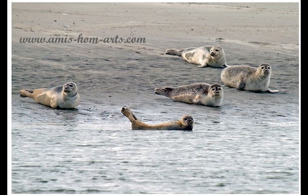 UN "TROUBLE-SIESTE"...EN BAIE D'AUTHIE...