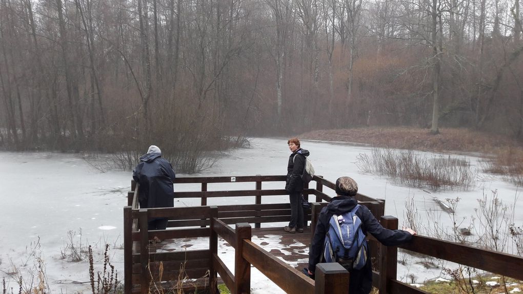 La brume dans le Bois de Morval - Entrée de l'allée couverte du Bois Couturier