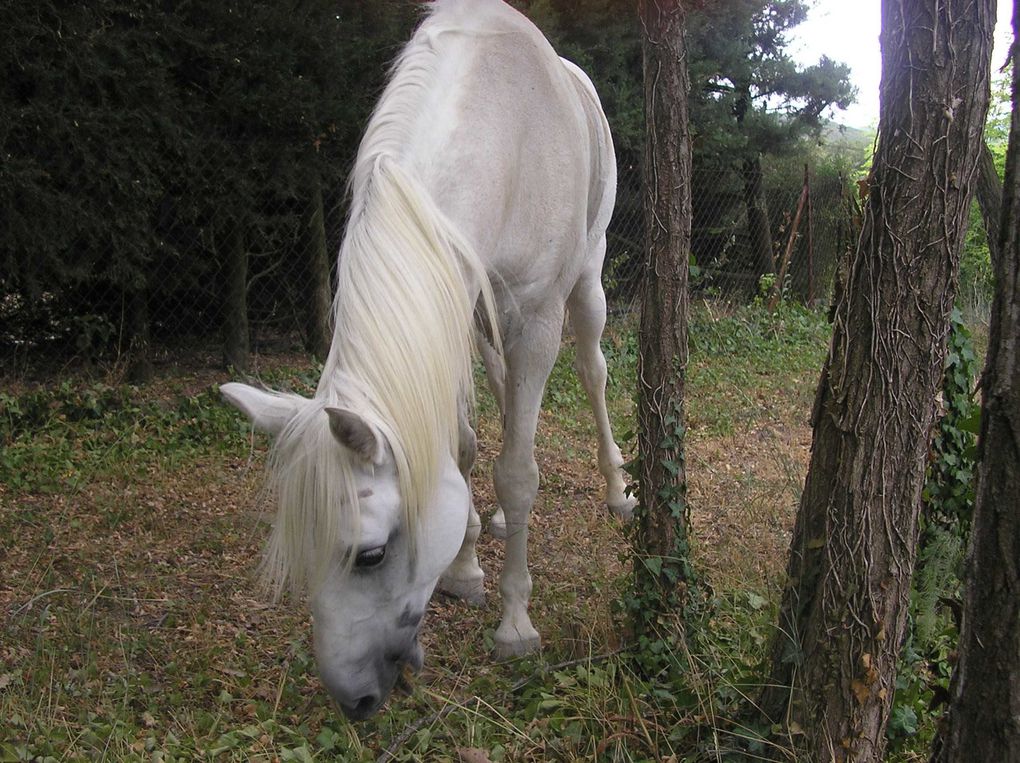 Les chevaux de LA SIMIOUNE (Près de BOLLENE dans le VAUCLUSE)