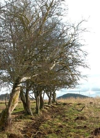 photos d'arbres aux formes insolite, écorce diverses, utilisation...
Passionné par cet être vivant présent resque partout dans le monde.