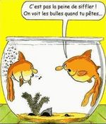Les poissons rouges et le raton-laveur de Max'Dany...