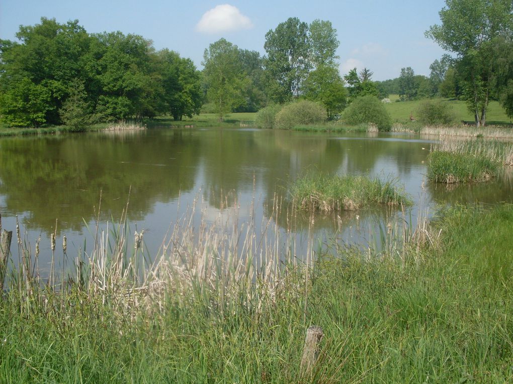 Album - Etang à carpes