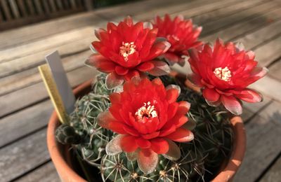 Gymnocalycium baldianum