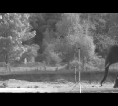 course éléphant ralenti