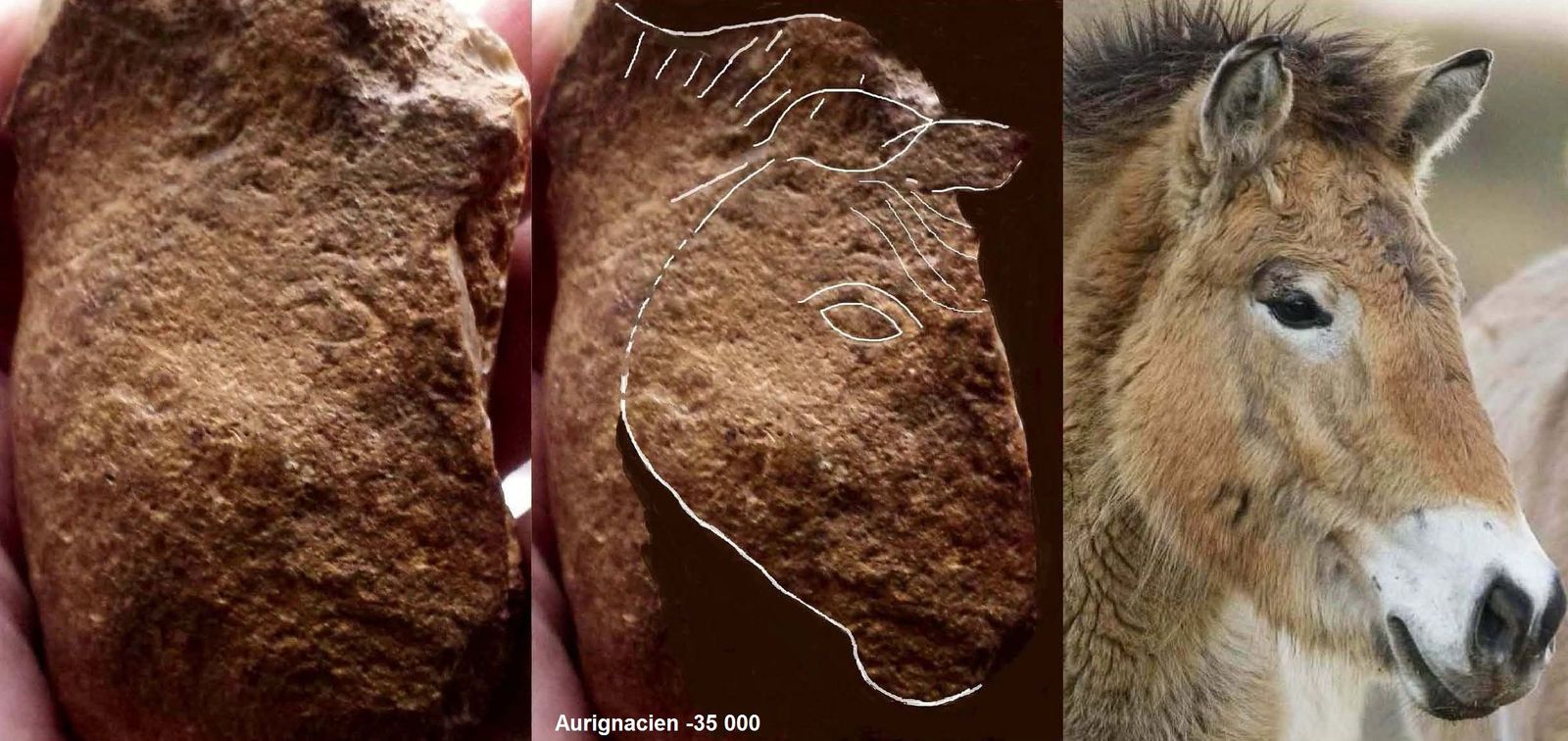 cheval art aurignacien przewalski neandertal artiste paleolithique  préhistoire bear prehistory  chauvet lascaux