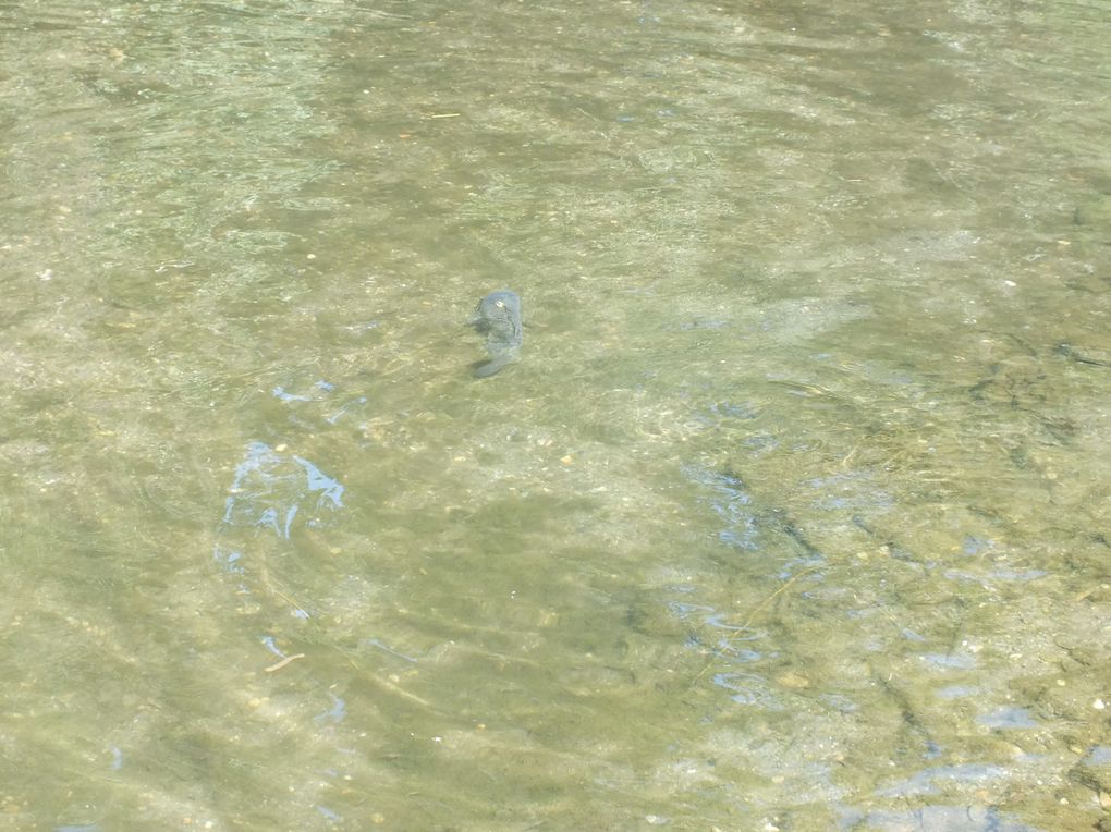 Une série de photos de carpes prise a la mouche