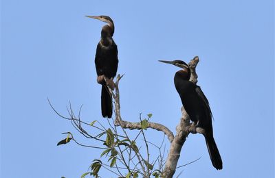 Anhingas et Canards, pas loin d'Assouindé