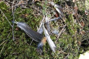 Identification des sexes et de l'âge chez le Bec-croisé des sapins Red Crossbill Loxia curvirostra