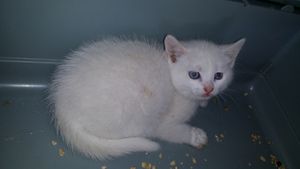 Larry, chaton mâle blanc, à l'adoption -&gt; adopté