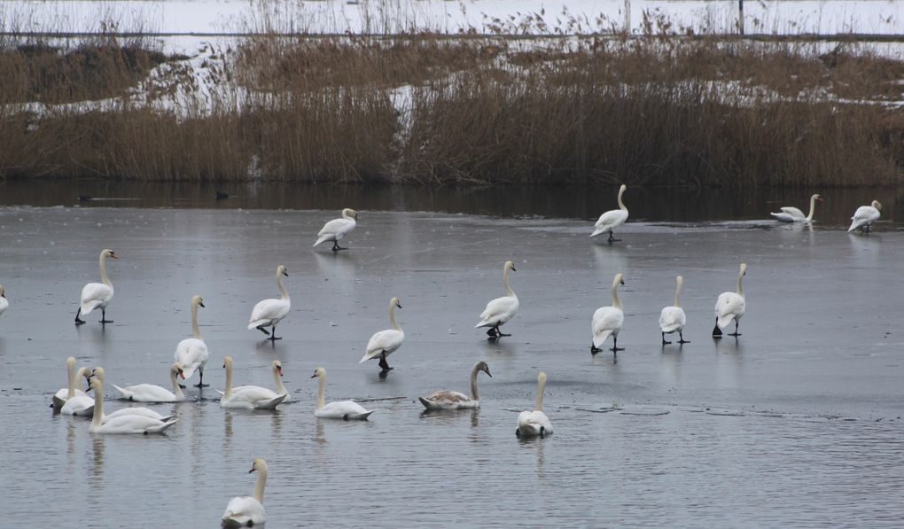 Quand Dame Nature te fait un cygne