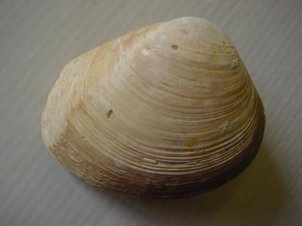 <p> </p>
<p>Les bivalves sont un peu les "mal aimés" de la Paléontologie, néanmoins certains amateurs se sont spécialisés dans ce groupe d'organismes qui recèle, il est vrai, des spécimens à l'esthétique irréprochable...</p>
<p>A vous de juger !</p>
<p>Comme à l'accoutumée toutes ces pièces appartiennent à ma collection.</p>
<p>Phil "Fossil"</p>
<p> </p>