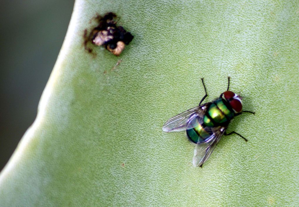 Photos d'insectes et d'araignées généralement en macro