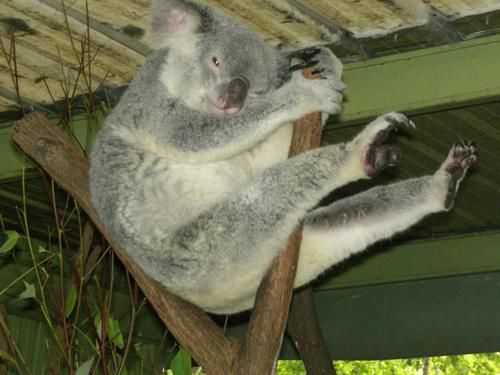 Hier die zweite Ladung an Bildern vom Australia Zoo sowie brandneu von der Lone Pine Koala Sanctuary - enjoy!!!!