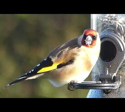 Comptage des oiseaux