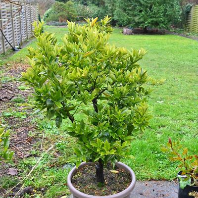 Test de résistance au gel ...