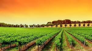 #Rose Cabernets Producers Australia Vineyards 