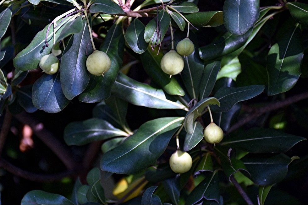 VERT CHEZ MOI UN JARDIN TOUT SIMPLEMENT (2)