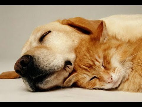 Musique relaxante pour animaux