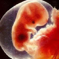 De l'embryon au foetus