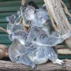Le Lone Pine Koala Sanctuary