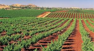 #Barossa Valley Vineyards : South Australia