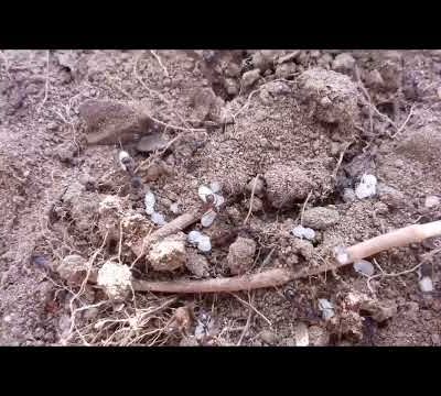 au jardin et pas de salade