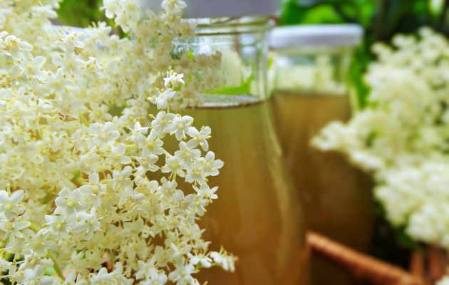 Sirop de fleurs de sureau/ Elderflower cordial