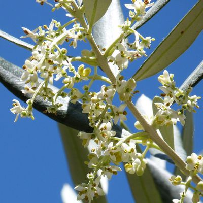 fleurs d'oliviers