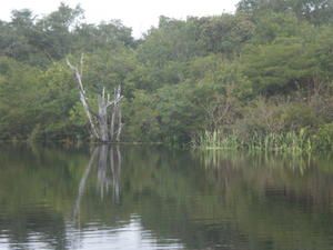 Immensité, paix et beauté, l'intensité d'une nature aux sensations pures, sur les rives du fleuve Amazone. Grande et mystérieuse forêt, labyrinthe des "igarapés", us et coutumes des peuplades locales, symphonie de couchers de soleil, une incurs
