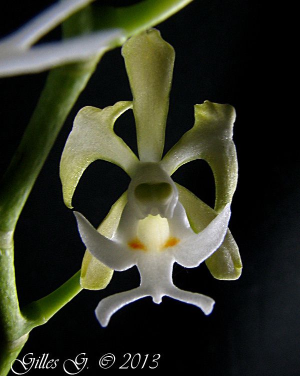 D'autres orchidées africaines ou des Mascareignes en plus de mes Aerangis.