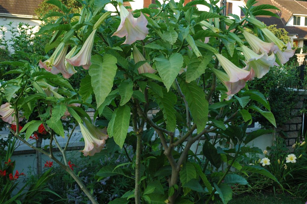 Album - brugmansias