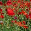 Coquelicots