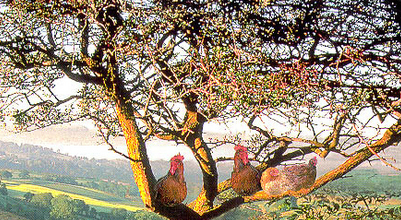 Une poule sur un arbre ...