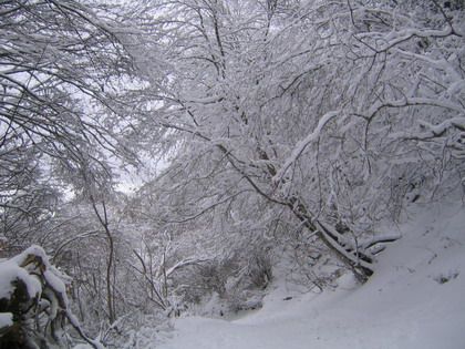 <P>Il venait de vraiment bien neigé...<BR>Le temps froid laissait présager une piste de descente fort sympatique... dur et rebondie... pour tout dire carrément verglacée... </P>
<P>&nbsp;</P>
<P>Le chemin de la montée fût donc notre descente -en luge - préférée en cette fin janvier ;-)</P>
<P>&nbsp;</P>
<P>Royal !!</P>