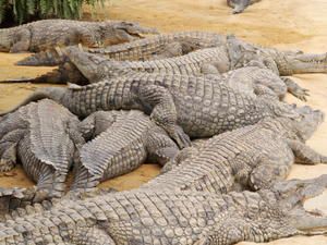 LA FERME AUX CROCODILES