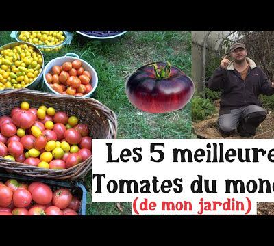 Les 5 meilleures tomates du monde (de mon jardin) ! 