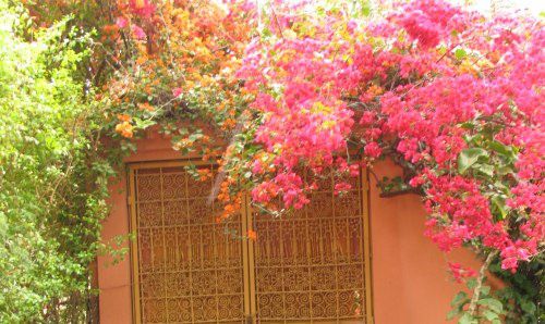 Le Jardin Majorelle et ses merveilleuses couleurs (même sous la pluie)