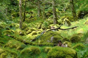 The Torc Moutain