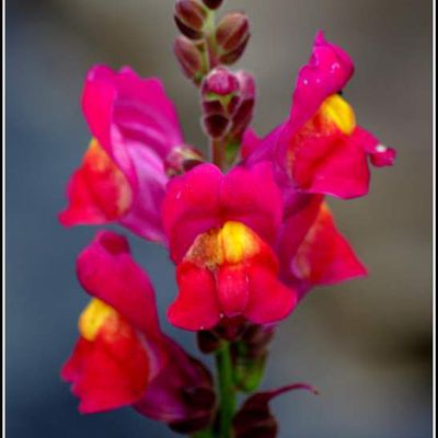 Fleurs - Gueules de loup