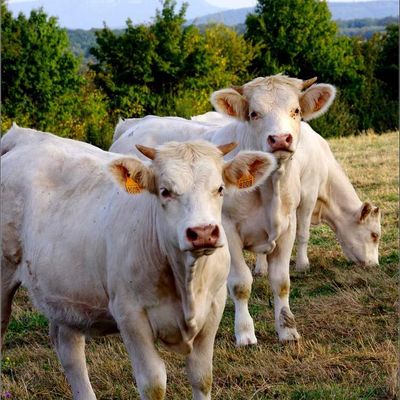 Animaux campagne - vaches